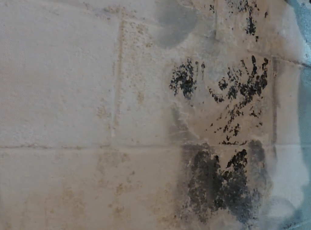 Home black mold1
